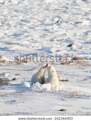 Female polar bear bedded down and nursing a cub along the shore of the Hudson Bay near Churchill, Manitoba