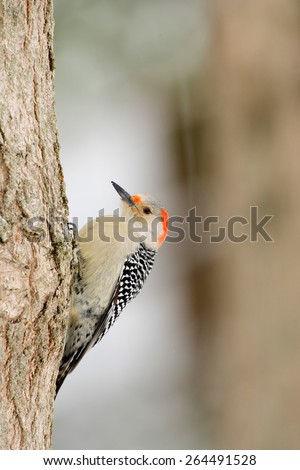 Red-bellied woodpecker perched on the side of a tree in winter