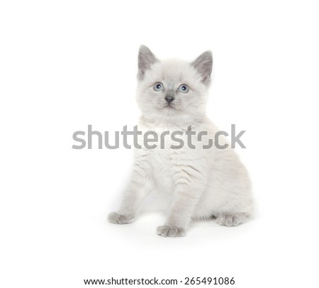 Cute baby kitten with light fur and gray ears, tail and paws plays on white background.