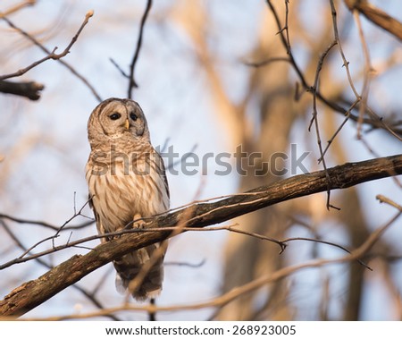 Barred owl perched in a tree at sunrise and calling in the woods in midwest United States.