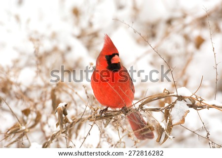 Male northern cardinal perched on a branch following a winter storm