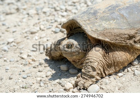Common snapping turtle covered in dried mud crossing a country gravel road