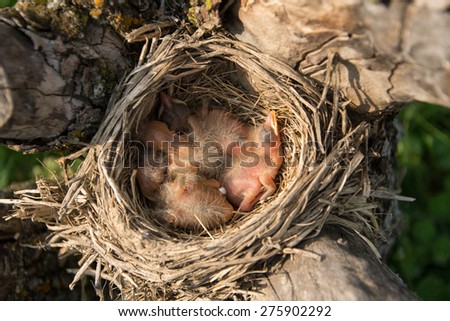 Nest of an American robin with four chicks in a tree on a spring day