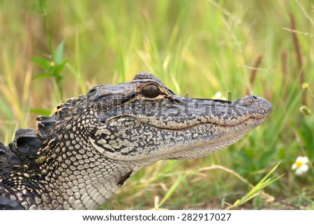 Portrait of a young American alligator in a Florida swamp