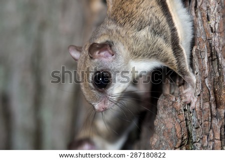 A flying squirrel clings to the side of a tree near a corn feeder on a summer night in eastern Illinois