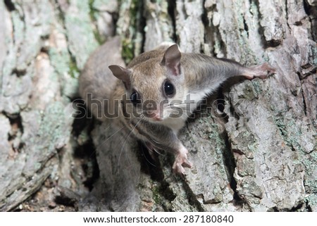 A flying squirrel clings to the side of a tree near a corn feeder on a summer night in eastern Illinois