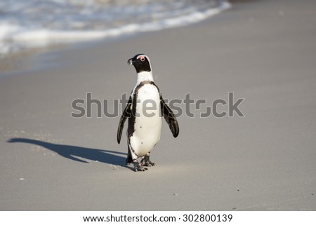 African penguin along the shoreline of Boulder\'s Beach near Cape Town, South Africa.