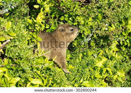 Rock dassie feeding on leaves in a tree at Boulder\'s Beach near Cape Town, South Africa.