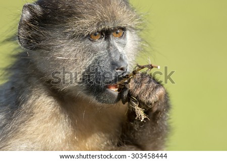 Chacma baboon eating near Cape Point outside of Simon's Town, South Africa.