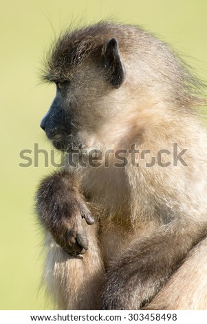 Chacma baboon  near Cape Point outside of Simon\'s Town, South Africa.