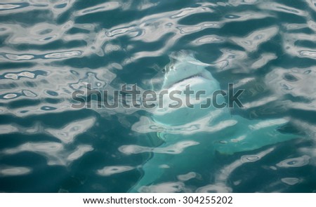 Great white shark swimming just underneath the water in False Bay, South Africa