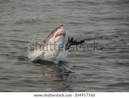 A great white shark breaching in attempt to catch a seal in False Bay, South Africa
