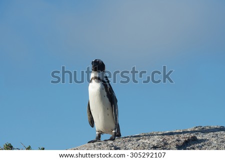 African penguins on a rock with blue sky on Boulder\'s Beach near Cape Town, South Africa