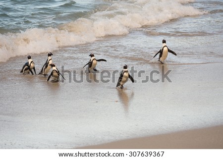 African penguins coming ashore on Boulder's Beach near Cape Town, South Africa