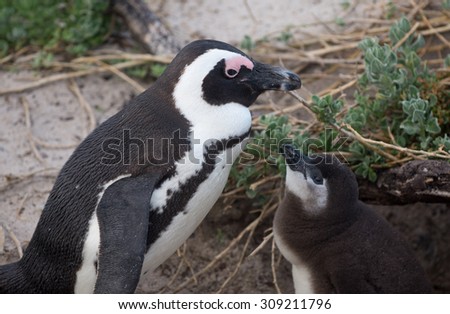 An adult African penguin and a check at a nest on Boulder\'s Beach near Cape Town, South Africa