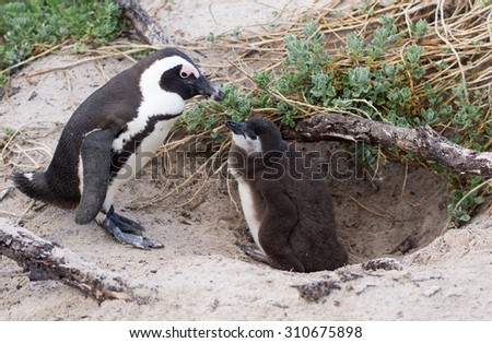An adult African penguin and a check at a nest on Boulder\'s Beach near Cape Town, South Africa