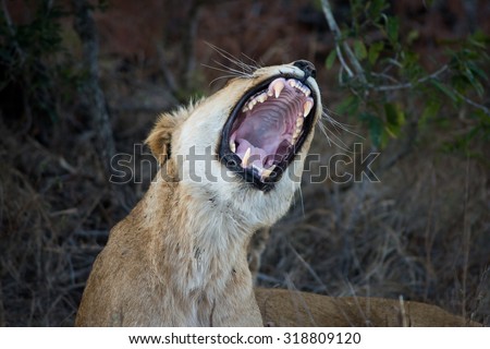 Female lion with its mouth open showing its teeth in Sabi Sands Game Reserve in greater Kruger National Park, South Africa