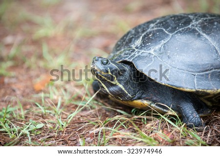 A large turtle believed to be a Suwannee Cooter laying its eggs in sandy ground near the Wakulla River in Wakulla Springs State Park, Florida.