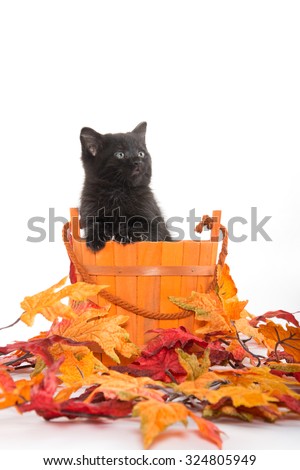 Black kitten in orange bucket with fall leaves isolated on white background