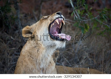 Female lion with its mouth open showing its teeth in Sabi Sands Game Reserve in greater Kruger National Park, South Africa