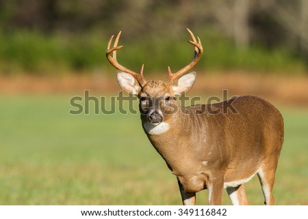 Large white-tailed deer buck in an open meadow in Smoky Mountain National Park