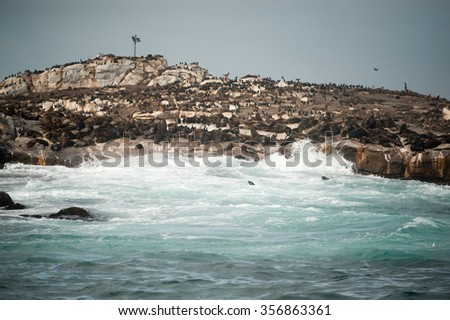 Seal Island, located in False Bay near SImon\'s Town, South Africa, is a favorite hunting ground for great white sharks.