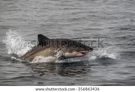 A great white shark breaching in attempt to catch a seal in False Bay, South Africa