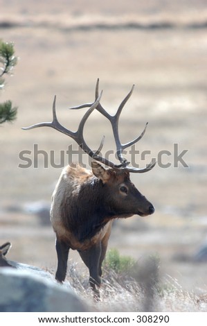 Bull elk standing on a hillside in Rocky Mountain National Park