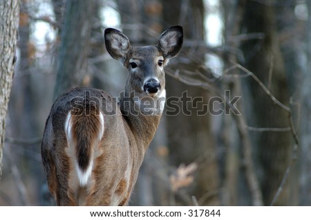 whitetail deer doe standing at the edge of the woods