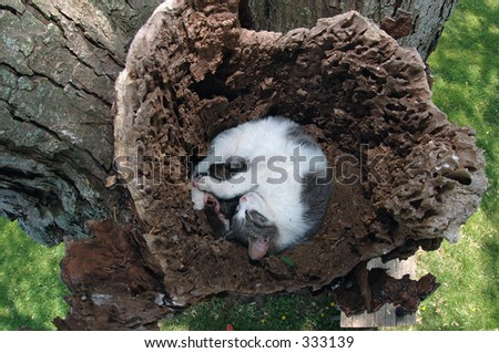 A cat selects an unlikely place - a hollow area in a tree - to give birth to kittens.