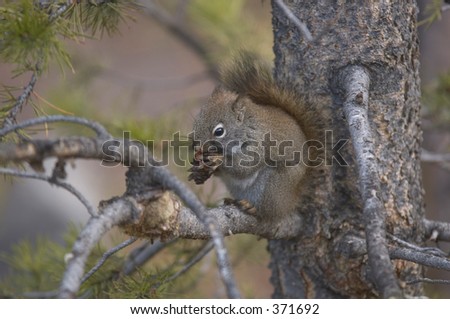 Squirrel eating pine cone