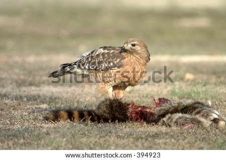 red shouldered hawk at kill