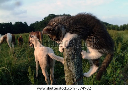 fence cat climbing shutterstock