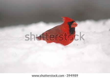 Northern cardinal sitting in the snow