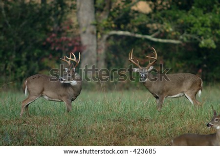 Whitetail deer in a meadow