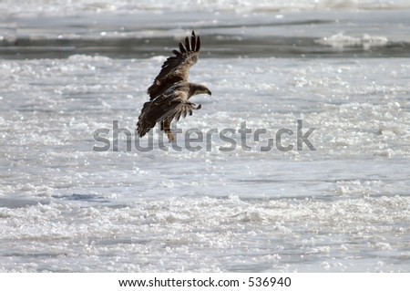 Immature bald eagle landing on ice