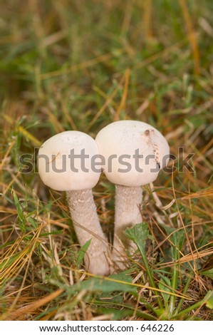 Two mushrooms in a yard