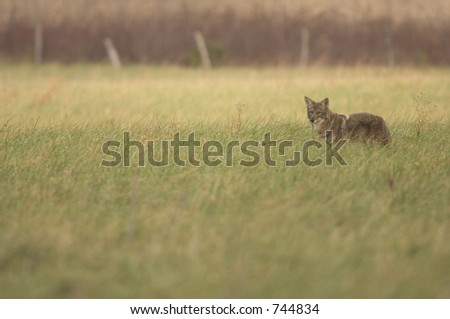 A coyote surveys an open field