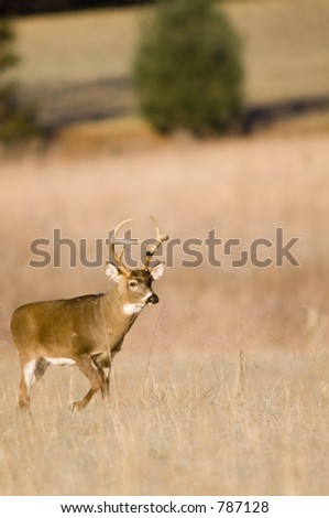Whitetail buck deer running through field