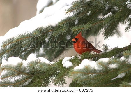 Cardinal in evergreen with snowy branches