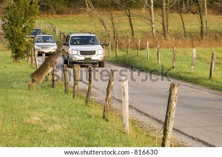 Whitetail deer jumps fence in front of cars (possible car-deer collision)