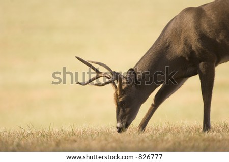 White tail deer pick and play Stock-photo-young-whitetail-buck-feeding-826777