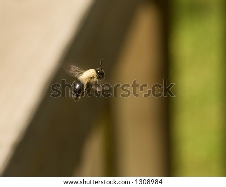 A carpenter bee flies through the air during the spring