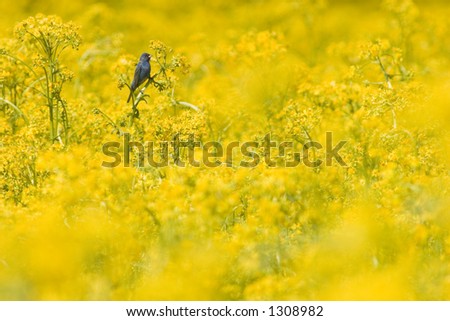 An indigo bunting perches on a farm field filled with yellow plants in rural Illinois