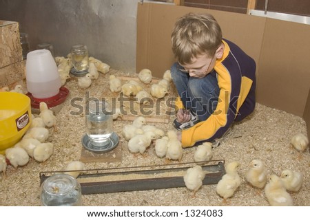 A young boy watches a group of chicks that he is raising inside of his chicken house on a farm in Illinois. (16)