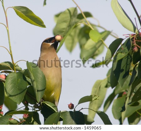 A cedar waxwing eats ripe berries out of a serviceberry tree on a spring evening in Central Illinois. Cedar Waxwings travel in small flocks searching for food.