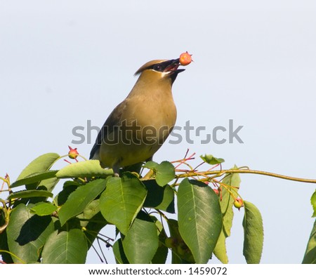 A cedar waxwing eats ripe berries out of a serviceberry tree on a spring evening in Central Illinois. Cedar Waxwings travel in small flocks searching for food.