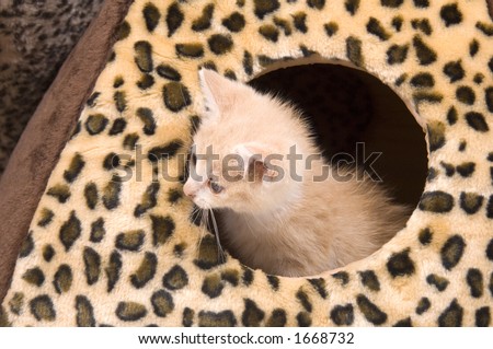 A yellow cat sits inside of a cat house.