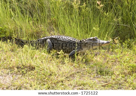 A large alligator makes its way through the grass along the banks of a swamp in Florida on a warm summer day.