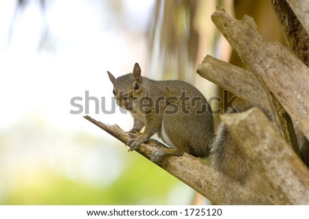 A squirrel sits perched on a small branch and looks straight ahead in Florida.